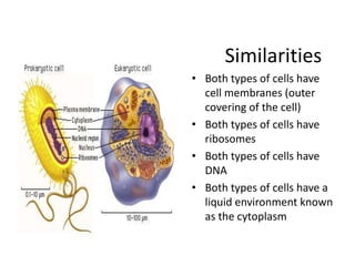 Similarities
• Both types of cells have
cell membranes (outer
covering of the cell)
• Both types of cells have
ribosomes
• Both types of cells have
DNA
• Both types of cells have a
liquid environment known
as the cytoplasm
 
