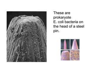 These are
prokaryote
E. coli bacteria on
the head of a steel
pin.
 