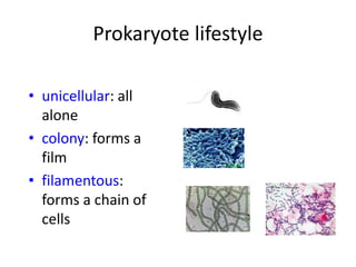 Prokaryote lifestyle
• unicellular: all
alone
• colony: forms a
film
• filamentous:
forms a chain of
cells
 