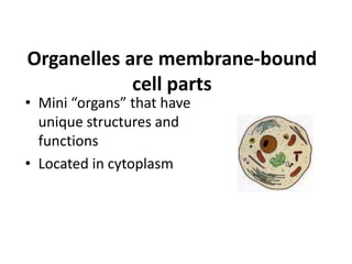 Organelles are membrane-bound
cell parts
• Mini “organs” that have
unique structures and
functions
• Located in cytoplasm
 