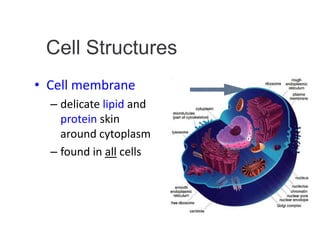• Cell membrane
– delicate lipid and
protein skin
around cytoplasm
– found in all cells
Cell Structures
 