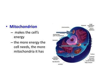 • Mitochondrion
– makes the cell’s
energy
– the more energy the
cell needs, the more
mitochondria it has
 