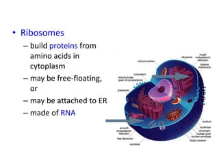 • Ribosomes
– build proteins from
amino acids in
cytoplasm
– may be free-floating,
or
– may be attached to ER
– made of RNA
 