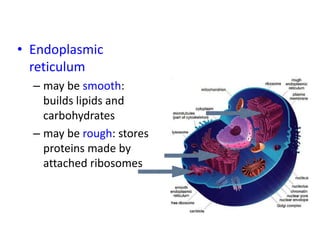 • Endoplasmic
reticulum
– may be smooth:
builds lipids and
carbohydrates
– may be rough: stores
proteins made by
attached ribosomes
 