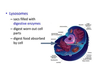 • Lysosomes
– sacs filled with
digestive enzymes
– digest worn out cell
parts
– digest food absorbed
by cell
 