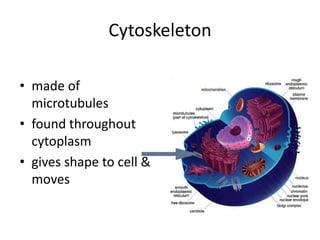 Cytoskeleton
• made of
microtubules
• found throughout
cytoplasm
• gives shape to cell &
moves
 