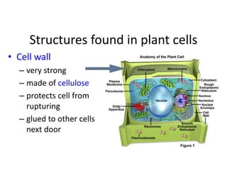 Structures found in plant cells
• Cell wall
– very strong
– made of cellulose
– protects cell from
rupturing
– glued to other cells
next door
 