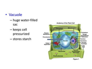• Vacuole
– huge water-filled
sac
– keeps cell
pressurized
– stores starch
 
