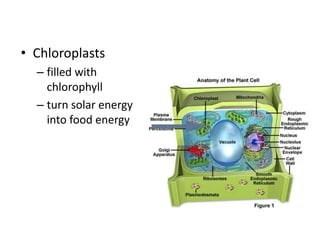 • Chloroplasts
– filled with
chlorophyll
– turn solar energy
into food energy
 