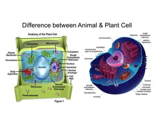 Difference between Animal & Plant Cell
 