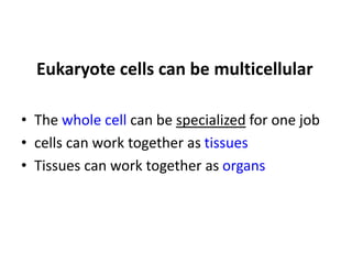 Eukaryote cells can be multicellular
• The whole cell can be specialized for one job
• cells can work together as tissues
• Tissues can work together as organs
 