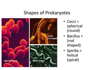 Shapes of Prokaryotes
• Cocci =
spherical
(round)
• Bacillus =
(rod
shaped)
• Spirilla =
helical
(spiral)
 