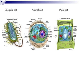 Comprehensive Comparison of Eukaryotic and Prokaryotic Cells with ...