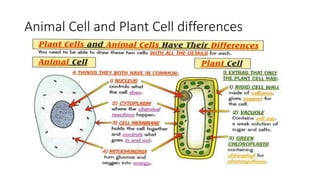 Bacteria, Animal and Plant Cells