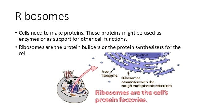 bacteria animal and plant cells plant animal and bacterial cell venn diagram