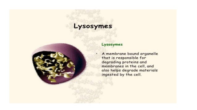 What Are The Differences Between Bacteria And Animal Cells - Differences Between Plant And Animal Cells - May 14, 2020 · what is the difference between bacteria and animals?