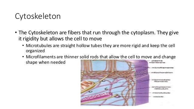bacteria animal and plant cells bacteria animal and plant cell venn diagram