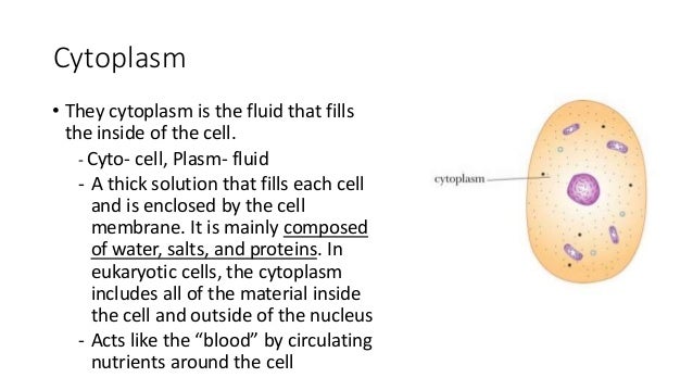 bacteria animal and plant cells bacteria animal and plant cell venn diagram