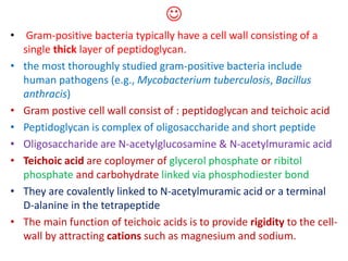 
• Gram-positive bacteria typically have a cell wall consisting of a
single thick layer of peptidoglycan.
• the most thoroughly studied gram-positive bacteria include
human pathogens (e.g., Mycobacterium tuberculosis, Bacillus
anthracis)
• Gram postive cell wall consist of : peptidoglycan and teichoic acid
• Peptidoglycan is complex of oligosaccharide and short peptide
• Oligosaccharide are N-acetylglucosamine & N-acetylmuramic acid
• Teichoic acid are coploymer of glycerol phosphate or ribitol
phosphate and carbohydrate linked via phosphodiester bond
• They are covalently linked to N-acetylmuramic acid or a terminal
D-alanine in the tetrapeptide
• The main function of teichoic acids is to provide rigidity to the cell-
wall by attracting cations such as magnesium and sodium.
 