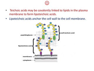 
• Teichoic acids may be covalently linked to lipids in the plasma
membrane to form lipoteichoic acids.
• Lipoteichoic acids anchor the cell wall to the cell membrane.
 