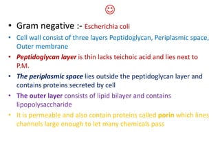 
• Gram negative :- Escherichia coli
• Cell wall consist of three layers Peptidoglycan, Periplasmic space,
Outer membrane
• Peptidoglycan layer is thin lacks teichoic acid and lies next to
P.M.
• The periplasmic space lies outside the peptidoglycan layer and
contains proteins secreted by cell
• The outer layer consists of lipid bilayer and contains
lipopolysaccharide
• It is permeable and also contain proteins called porin which lines
channels large enough to let many chemicals pass
 