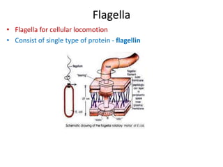 Flagella
• Flagella for cellular locomotion
• Consist of single type of protein - flagellin
 