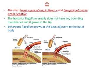 
• The shaft bears a pair of ring in Gram + and two pairs of ring in
Gram negative
• The bacterial flagellum usually does not have any bounding
membranes and it grows at the tip
• Eukaryotic flagellum grows at the base adjacent to the basal
body
 