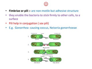 
• Fimbriae or pili :- are non-motile but adhesive structure
• they enable the bacteria to stick firmly to other cells, to a
surface
• Pili help in conjugation ( sex pili)
• E.g. Gonorrhea- causing coccus, Neiseria gonorrhoeae
 