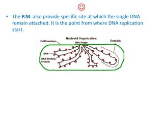 
• The P.M. also provide specific site at which the single DNA
remain attached. It is the point from where DNA replication
start.
 