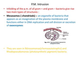 P.M. Intrusion
• Infolding of the p.m. of all gram + and gram – bacteria give rise
two main types of structures :
• Mesosomes ( chondriods) :- an organelle of bacteria that
appears as an invagination of the plasma membrane and
functions either in DNA replication and cell division or excretion
of exoenzymes
• They are seen in Nitrosomonas(chemoautotrophic) and
Rhodopseudomonas (photosynthetic pigment) bacteria.
 