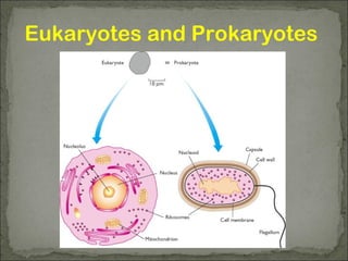 Eukaryotes and Prokaryotes
 
