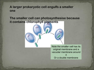 A larger prokaryotic cell engulfs a smaller
one
The smaller cell can photosynthesise because
it contains chlorophyll pigments
Note the smaller cell has its
original membrane and a
vacuolar membrane around
it
Or a double membrane