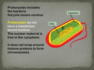 Prokaryotes includes
the bacteria
Karyote means nucleus
Prokaryotes do not
have a membrane
bound nucleus
The nuclear material is
free in the cytoplasm
It does not wrap around
histone proteins to form
chromosomes
DNA
Cytoplasm