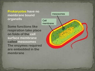 Prokaryotes have no
membrane bound
organells
Some functions like
respiration take place
on folds of the cell
surface membrane
called mesosomes
The enzymes required
are embedded in the
membrane
Cell
membrane
mesosomes