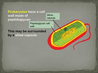 Prokaryotes have a cell
wall made of
peptidoglycan
This may be surrounded
by a slime capsule
Peptidoglycan cell
wall
Slime
capsule