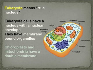Eukaryote means “true
nucleus”
Eukaryote cells have a
nucleus with a nuclear
envelope
They have membrane
bound organelles
Chloroplasts and
mitochondria have a
double membrane