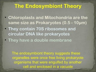 The Endosymbiont Theory
• Chloroplasts and Mitochondria are the
same size as Prokaryotes (0.5 - 10µm)
• They contain 70S ribosomes and
circular DNA like prokaryotes
• They have a double membrane
The endosymbiont theory suggests these
organelles were once free living prokaryote
organisms that were engulfed by another
cell and enclosed in a vacuole