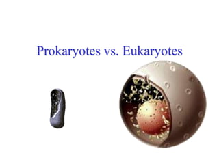 Prokaryotes vs. Eukaryotes
 