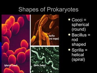 Let’s Take a Look at the Characteristics of Prokaryotes Prokaryotes are the simplest type of cell.  Oldest type of cell appeared about four billion years ago. Prokaryotes are the largest group of organisms  Prokaryotes unicellular organisms that are found in all environments.  