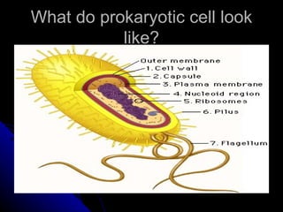 Let’s Take a Look at the Characteristics of Prokaryotes Prokaryotes  do not have a nuclear membrane . Their circular shaped genetic material dispersed throughout cytoplasm. Prokaryotes do not have membrane-bound organelles . Prokaryotes have a simple internal structure.  Prokaryotes are smaller in size when compared to Eukaryotes. 