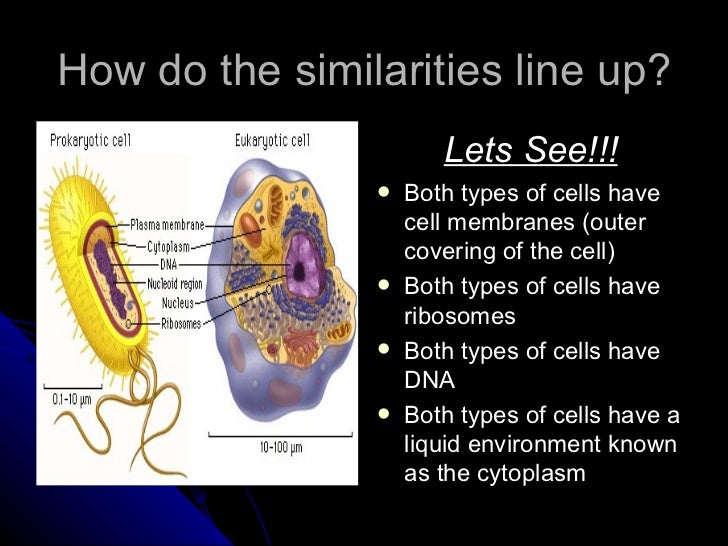 prokaryotes vs eukaryotes unicellular and multicellular venn diagram