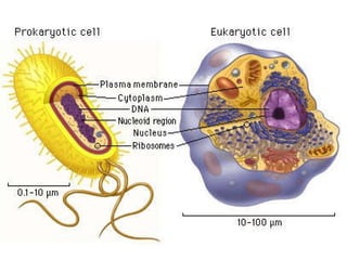 Prokaryotes vs eukaryotes | PPT