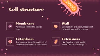 Cell structure
A primitive form of the lipid bi-
layer
External limit of the cell, made up of
carbohydrates and/or proteins.
The inner medium of the cell, full of
molecules of metabolic importance.
Like flagellae or pili, used to
interact with surroundings
Membrane
Cytoplasm
Wall
Extensions
 