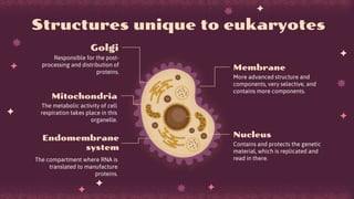 Structures unique to eukaryotes
Membrane
More advanced structure and
components, very selective, and
contains more components.
Nucleus
Contains and protects the genetic
material, which is replicated and
read in there.
Golgi
Responsible for the post-
processing and distribution of
proteins.
Mitochondria
The metabolic activity of cell
respiration takes place in this
organelle.
Endomembrane
system
The compartment where RNA is
translated to manufacture
proteins.
 