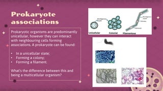 Prokaryotic organisms are predominantly
unicellular, however they can interact
with neighbouring cells forming
associations. A prokaryote can be found:
• In a unicellular state;
• Forming a colony;
• Forming a filament.
What’s the difference between this and
being a multicellular organism?
 