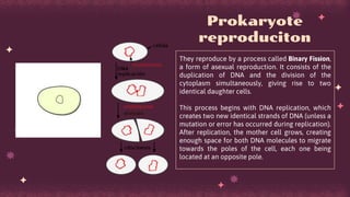 They reproduce by a process called Binary Fission,
a form of asexual reproduction. It consists of the
duplication of DNA and the division of the
cytoplasm simultaneously, giving rise to two
identical daughter cells.
This process begins with DNA replication, which
creates two new identical strands of DNA (unless a
mutation or error has occurred during replication).
After replication, the mother cell grows, creating
enough space for both DNA molecules to migrate
towards the poles of the cell, each one being
located at an opposite pole.
Prokaryote
reproduciton
 