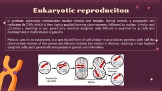 In contrast, eukaryotic reproduction involve mitosis and meiosis. During mitosis, a eukaryotic cell
replicates its DNA, which is then tightly packed forming chromosomes, followed by nuclear division and
cytokinesis, resulting in two genetically identical daughter cells. Mitosis is essential for growth and
development in multicellular organisms.
Meiosis, specific to eukaryotes, is a specialized form of cell division that produces gametes with half the
chromosome number of the parent cell. Meiosis involves two rounds of division, resulting in four haploid
daughter cells, each genetically unique due to genetic recombination.
Eukaryotic reproduciton
 