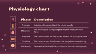 Physiology chart
Phase Description
Prophase Initiation of the assembly of the mitotic spindle
Metaphase
The microtubules start pulling the chromosomes with equal
force
Anaphase The chromosomes are then pulled towards the pole by the fibres
Telophase The chromosomes that cluster at the two poles start coalescing
Cytokinesis Denotes the division of the cytoplasm to form two daughter cells
 