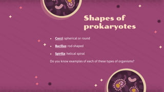 ● Cocci: spherical or round
● Bacillus: rod-shaped
● Spirilla: helical spiral
Do you know examples of each of these types of organisms?
Shapes of
prokaryotes
 
