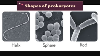 Shapes of prokaryotes
 